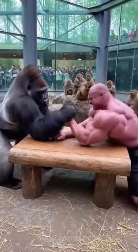 Silver back aways defeating with ease by speed