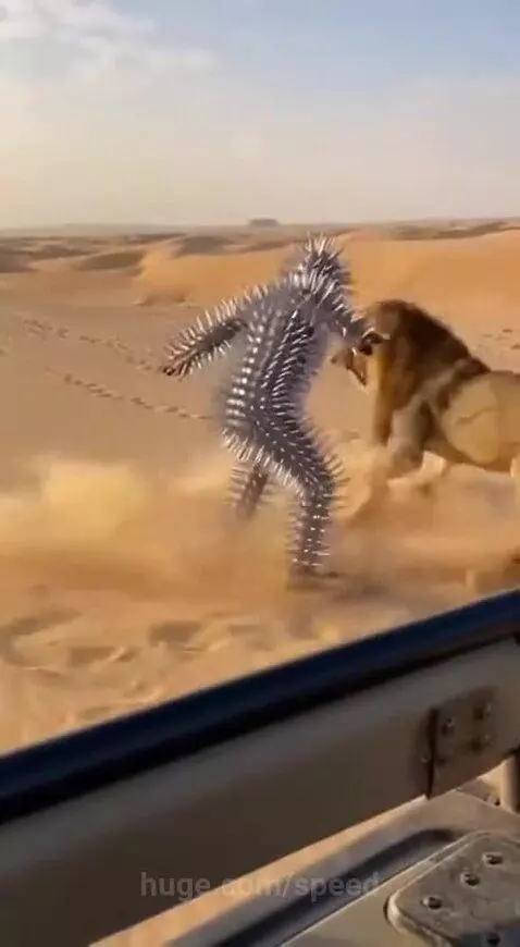 Lion lunging at a person covered in spikes in a desert landscape.