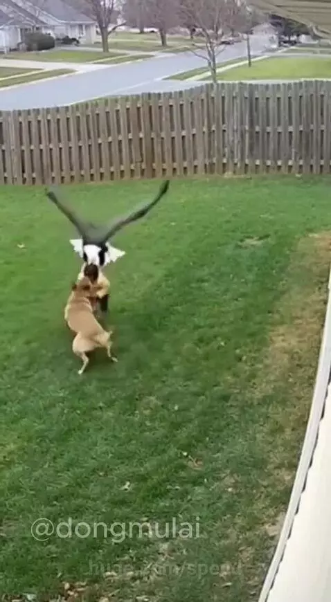 A dog lunges towards a large bird of prey that is near a baby lying on grass.