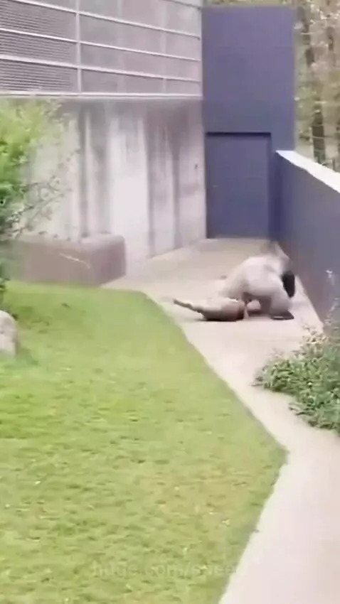 Gorilla fighting a leopard to protect a small monkey in a grassy enclosure.