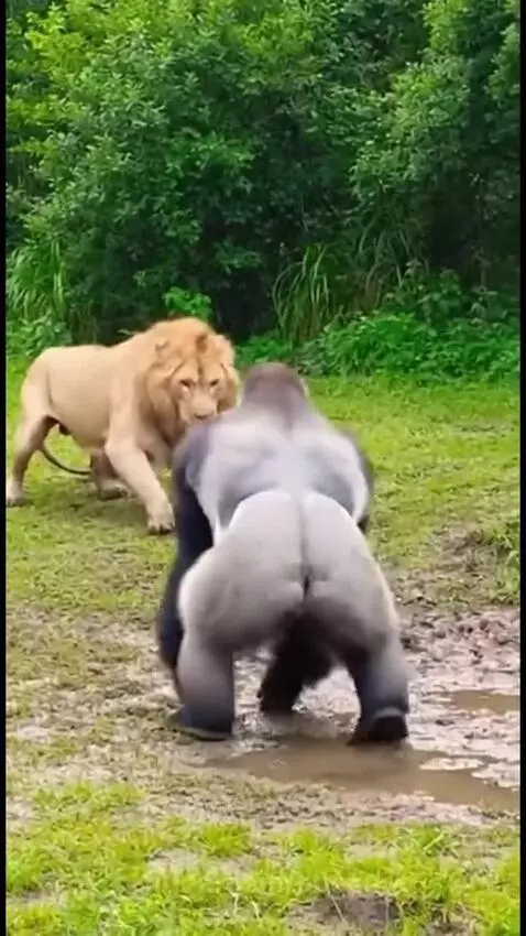 A large silverback gorilla stands over a lion that is lying down on the ground in a grassy enclosure.