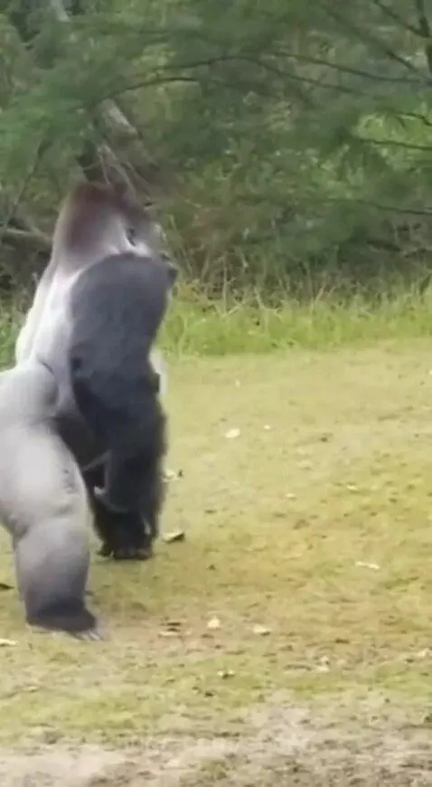 Silverback gorilla standing protectively over a baby gorilla, after punching a wolf.