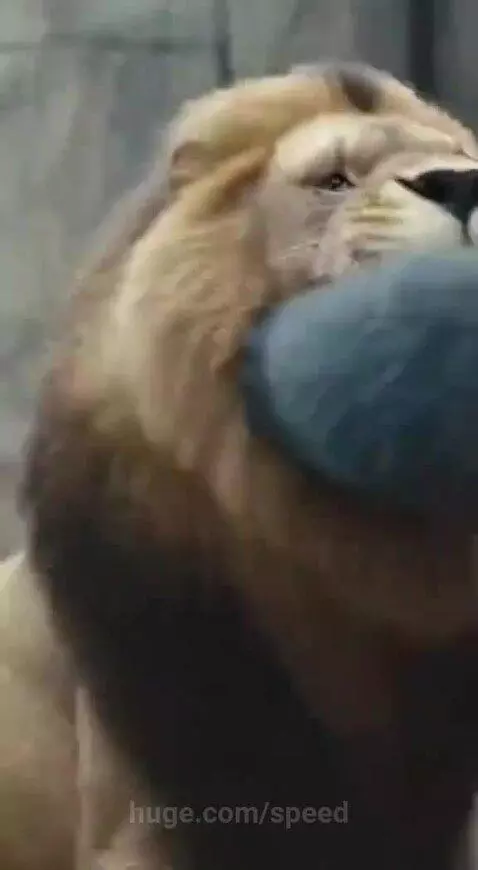 Silverback gorilla holding a baby gorilla protectively after confronting a lion in a zoo enclosure.