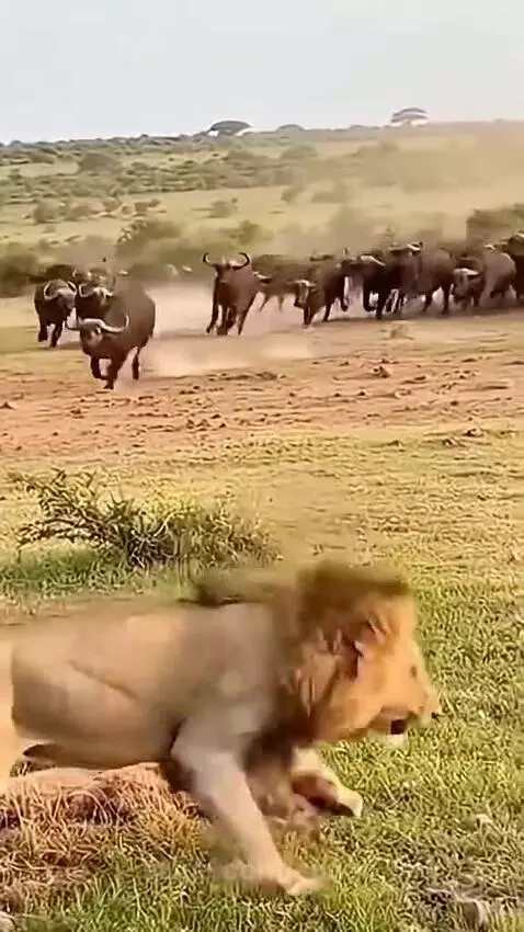 Male lion on grassy field is hit and knocked over by a charging buffalo during a stampede.