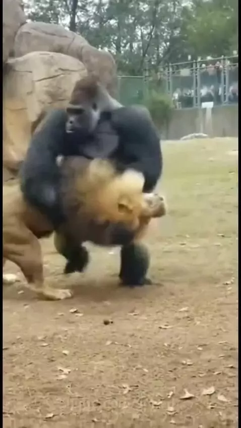 A large gorilla physically confronting and lifting a lion in an outdoor enclosure with onlookers in the background.