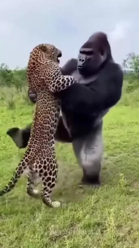 A large gorilla stands upright holding a leopard prop in a grassy field.