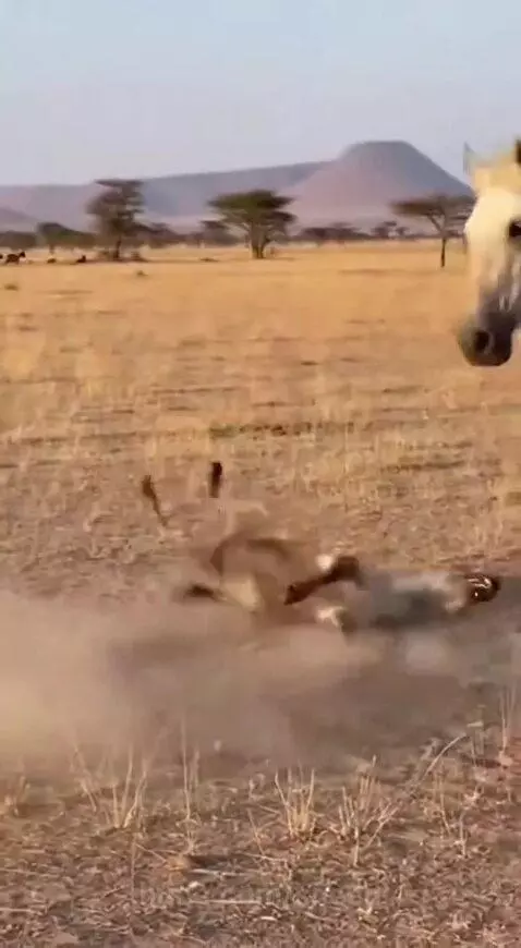 A spotted hyena lies on the ground in distress after being kicked by a white horse.
