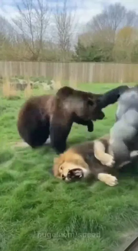 Gorilla and bear wrestling fiercely in an enclosure, with a lion resting nearby.