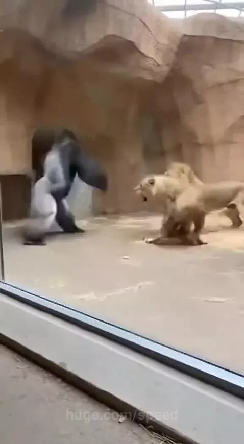 A large gorilla aggressively interacting with several lions inside a zoo enclosure, viewed through glass.