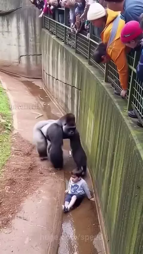 A gorilla gently holding a small child who has fallen into an enclosure, preparing to lift them to safety.