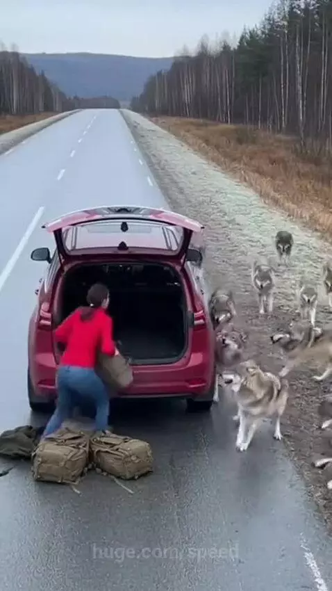 Woman quickly hides in car trunk as wolves approach on a desolate road.