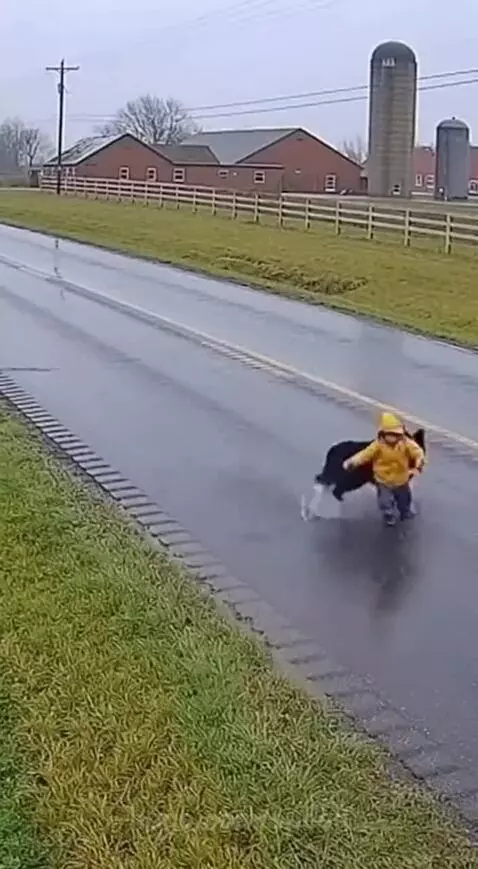 Dog nudging a child in a yellow raincoat off a wet road, away from an approaching truck.
