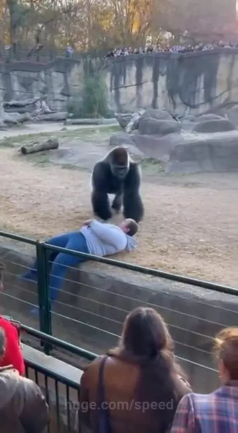 A gorilla gently touches a man lying on the ground inside its zoo enclosure.