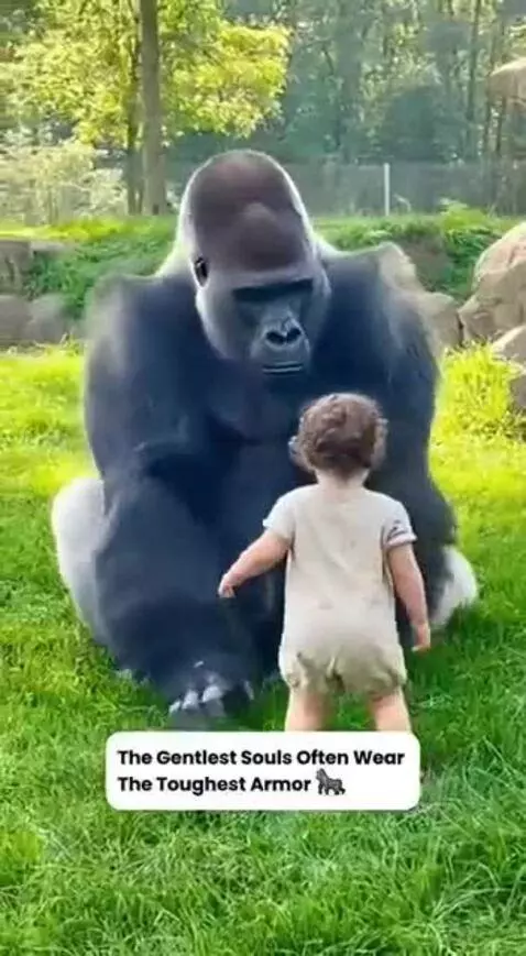 Silver back with a human baby by speed