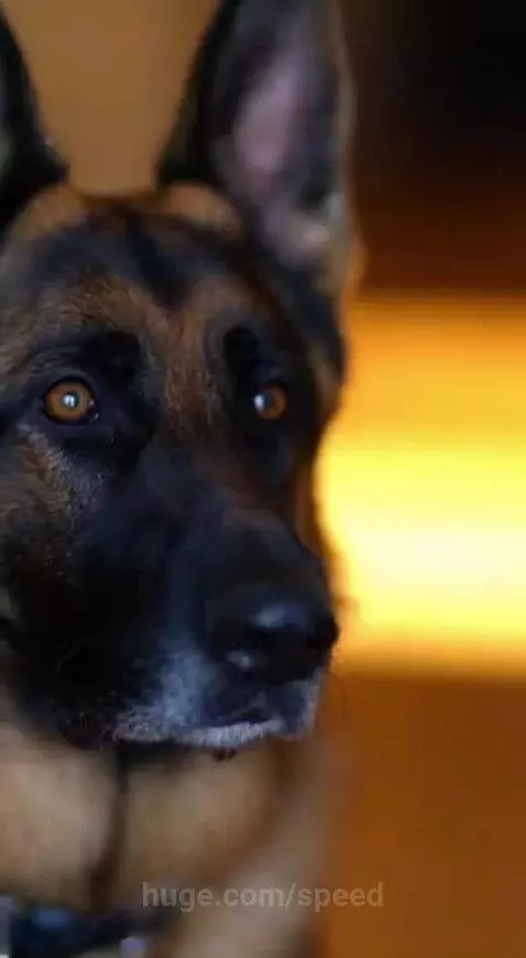 Two German Shepherds alertly watch a person with a tool at a slightly open front door.