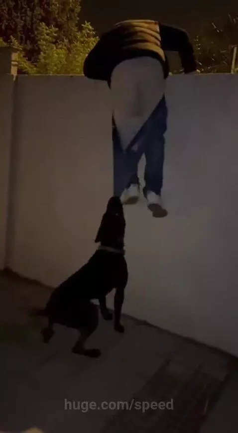 A person is struggling to climb over a wall at night, with a guard dog biting at their legs and pants.
