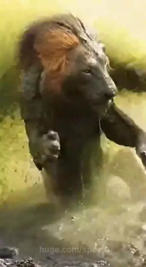 A lion covered in mud shakes its head after a hippo sprayed it with water and mud.
