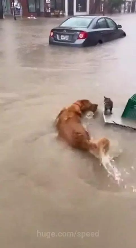 Golden retriever dog gently carrying a small kitten in its mouth through floodwaters.