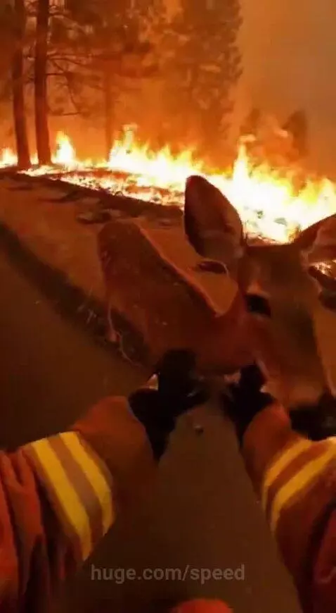 Fire fighter man rescues Deer and it's baby from fire 🔥 by speed