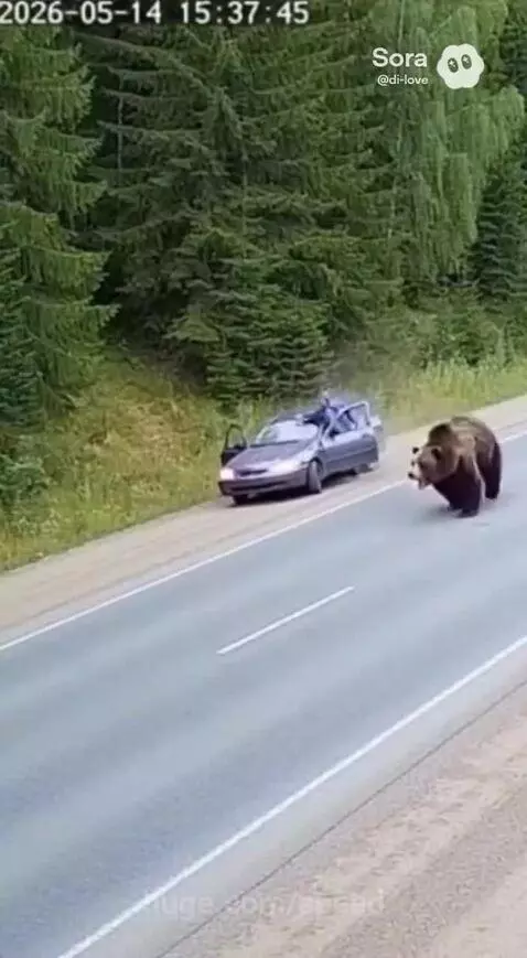 Man quickly gets into a car as a large brown bear charges towards him on a forest road.