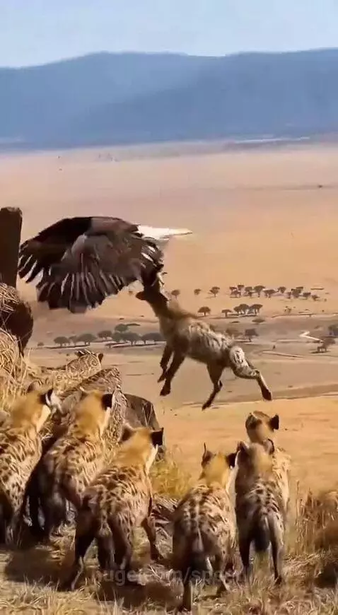 Large bird of prey swooping down to grab a hyena in a dry savanna landscape with mountains in the background.