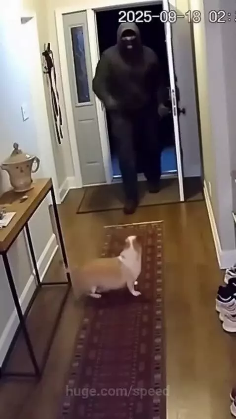 Small dog barks as a tiger and lion attack home intruders in a hallway.