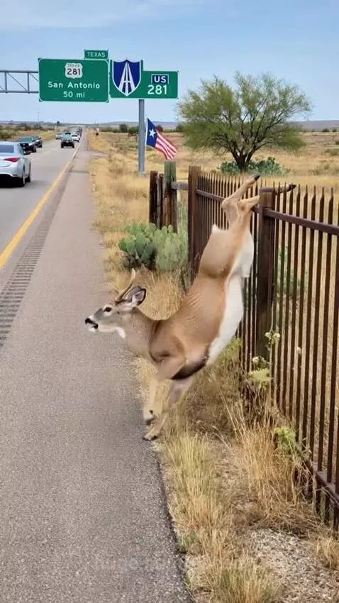 Woman gently helping a deer over a metal fence after it got stuck.