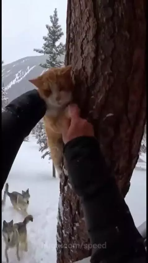 Person holding an orange cat rescued from wolves, transitioning to a cozy cabin scene.