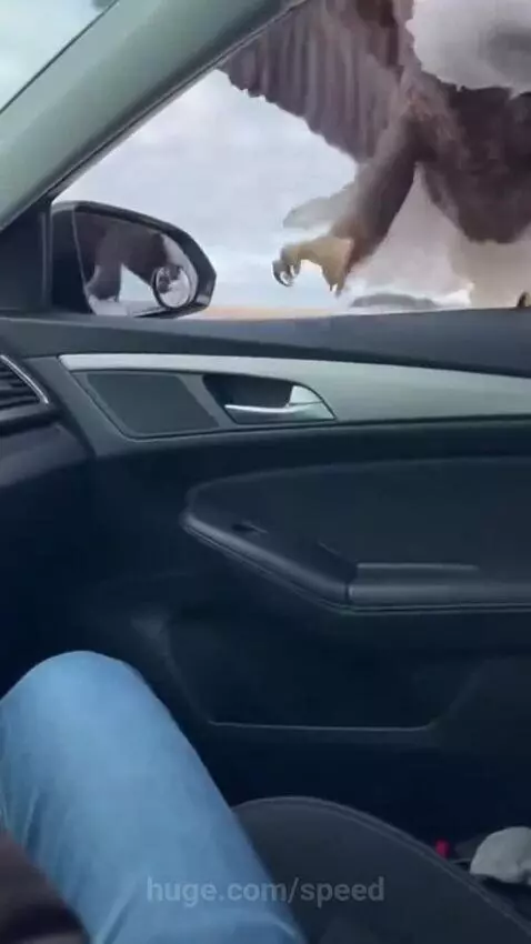 A person's hand reaching out to a cat and kitten in a car as a bald eagle swoops nearby.