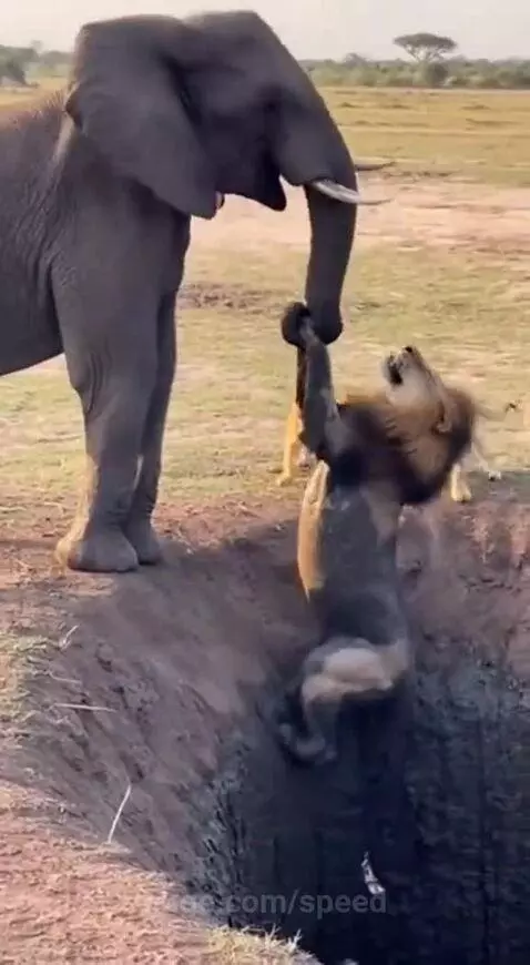 Elephant using its trunk to pull a mud-covered lion out of a deep muddy pit.