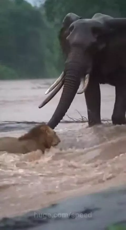 Elephant in a river extending its trunk to help a lion struggling in the water onto the bank.