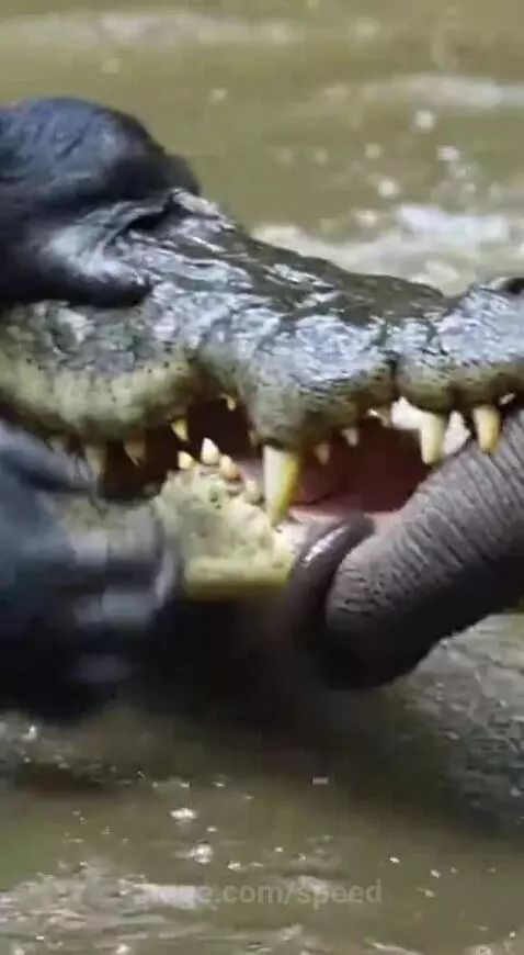 Silverback gorilla prying open a crocodile's jaws to free a baby elephant's trunk.