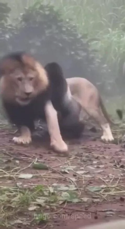 A large silverback gorilla stands over a motionless lion after attacking it, with a baby gorilla nearby.