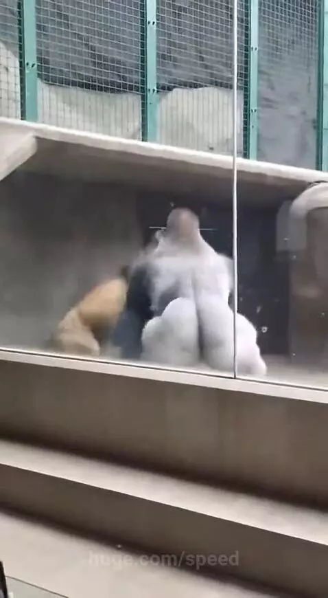 A silverback gorilla aggressively fighting and overpowering a lion inside a zoo enclosure, with shocked onlookers in the background.