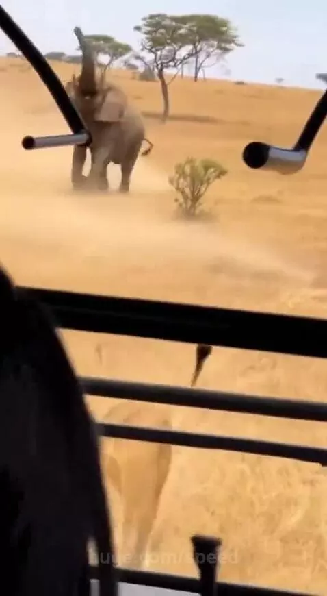 Lioness drops her cub inside a safari vehicle while an elephant charges in the background.