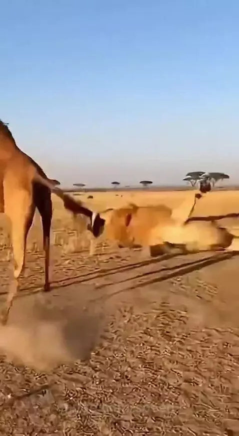 A large camel kicking a lion in a dry savanna, sending the lion flying through the air.