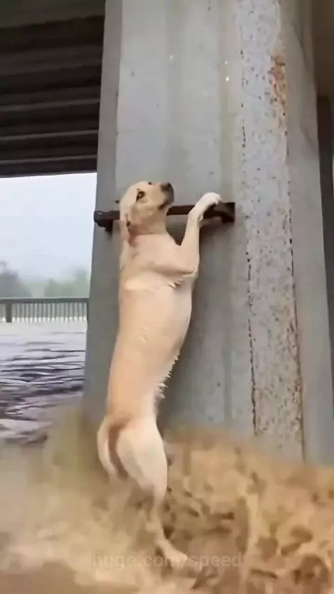 Rescuer reaching down to a golden retriever dog clinging to a concrete pillar under a bridge during a flood.