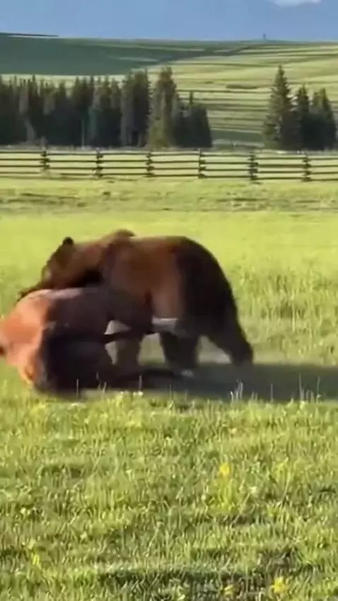 Two dogs confronting a bear that was attacking a horse in a field.
