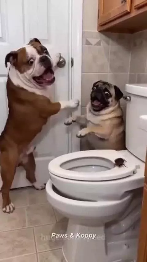 A small chihuahua wearing a red cape holds a plunger, ready to attack a cockroach while two larger dogs look on fearfully.