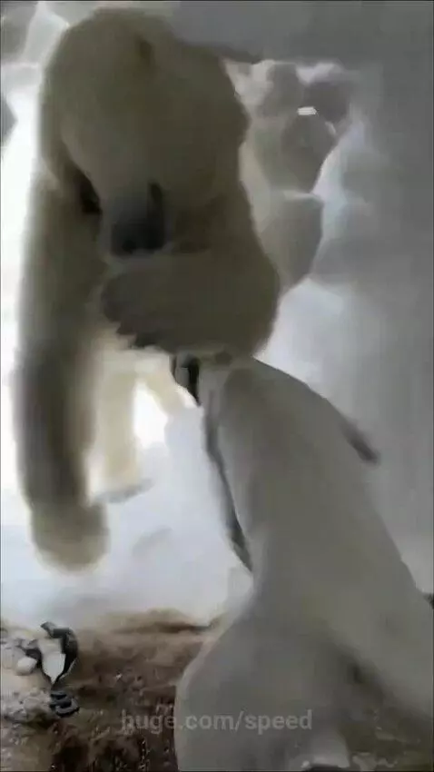 A white dog with a spiked collar barks at a polar bear lunging at it from an igloo entrance in a snowy landscape.