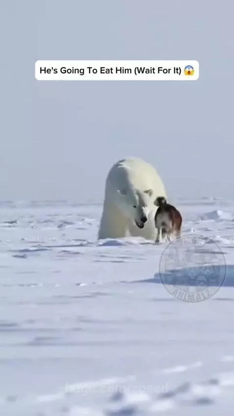 A large polar bear and a husky dog playfully wrestling and rolling in a snowy landscape.