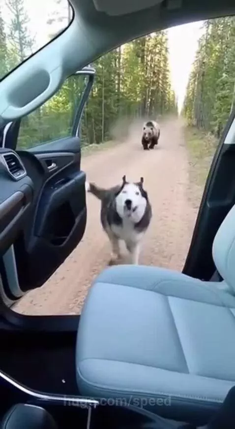 A husky dog jumps into a car to escape a pursuing bear in a forest.
