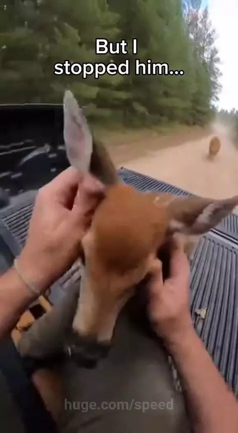 Person in truck holding baby deer while lions chase, using a flare gun.