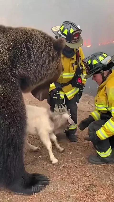 A brown bear carries a small white goat in its mouth, with firefighters nearby during a forest fire.