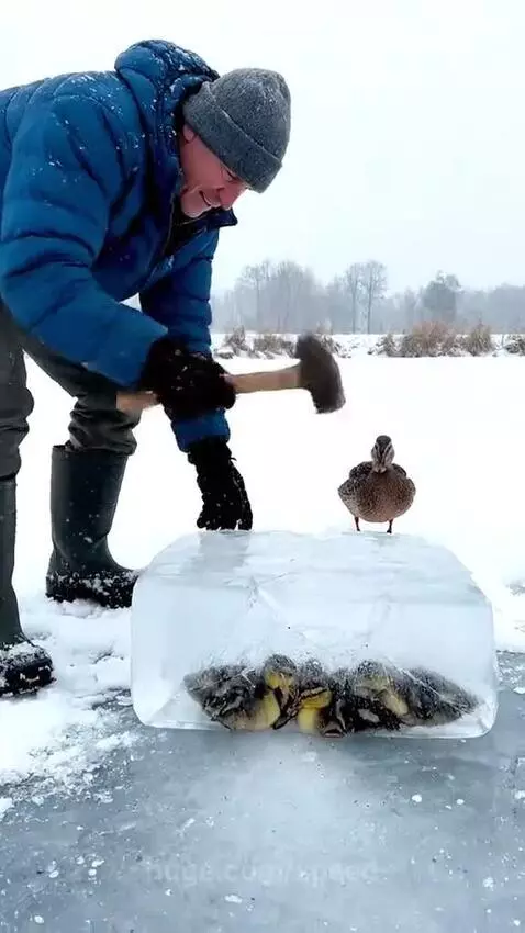 Man in blue jacket breaking ice to rescue baby ducklings, with adult duck nearby.