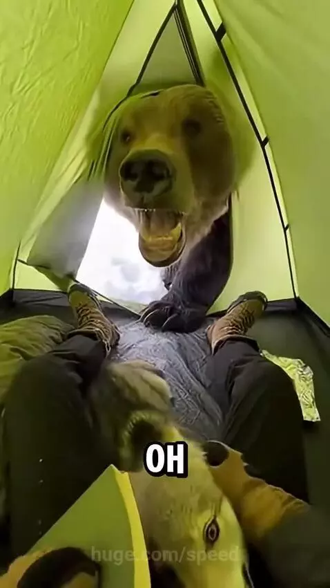 Tourist in tent shielding a small wolf pup from a large bear at the tent opening.