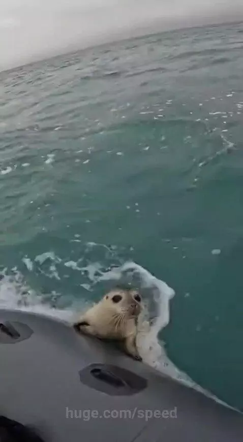 Seal climbs into a small boat to escape a shark, with a fin visible in the choppy ocean.