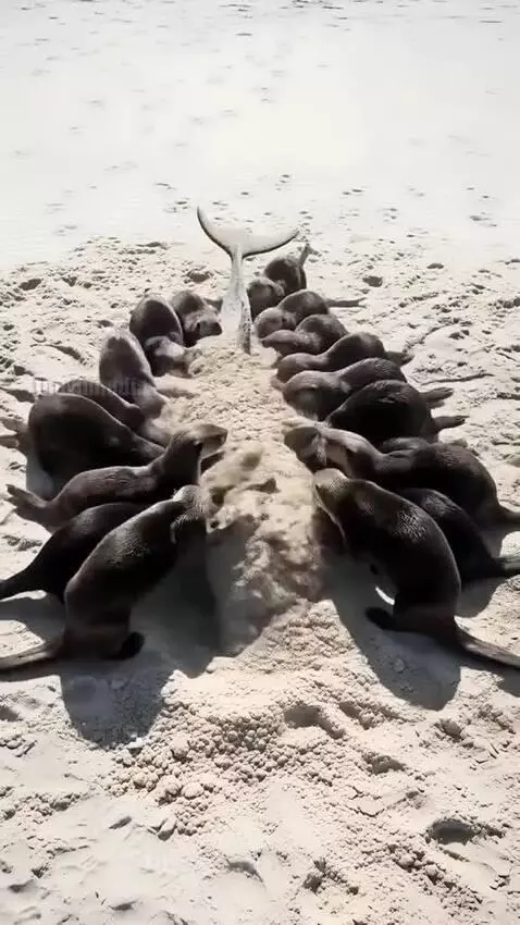 A group of otters helping a dolphin stranded on a sandy beach, pushing it towards the ocean.