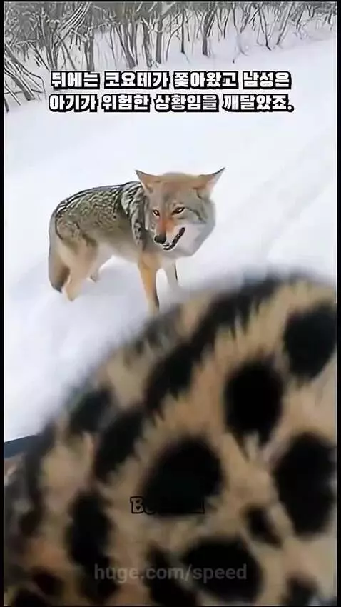 A person holding a small, shivering ocelot cub on a snowy trail after rescuing it from a coyote.