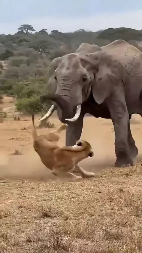 An elephant uses its trunk and tusks to flip a lion in the air on a dry, grassy savanna.
